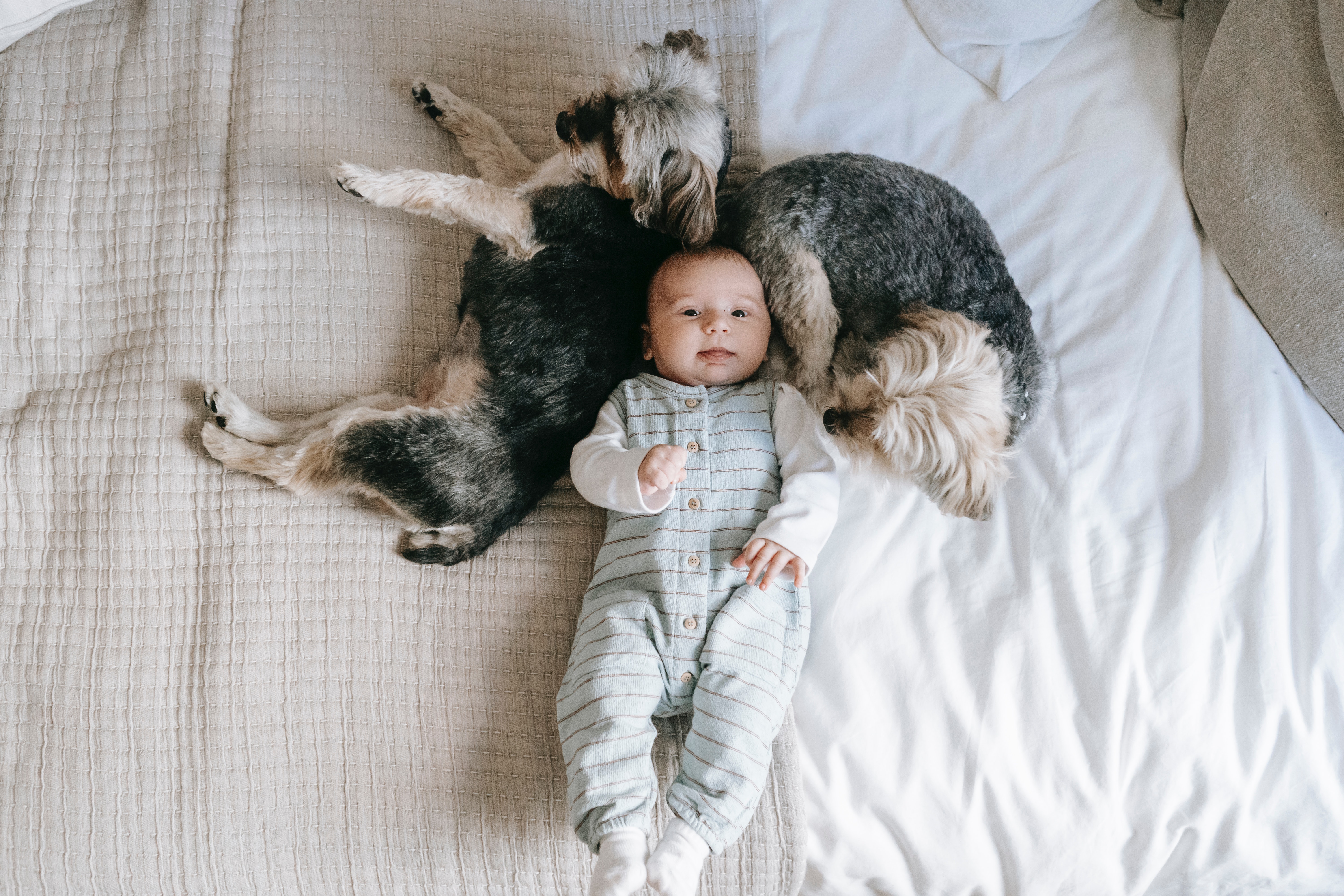 baby and pets